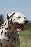 DALMATIEN 371